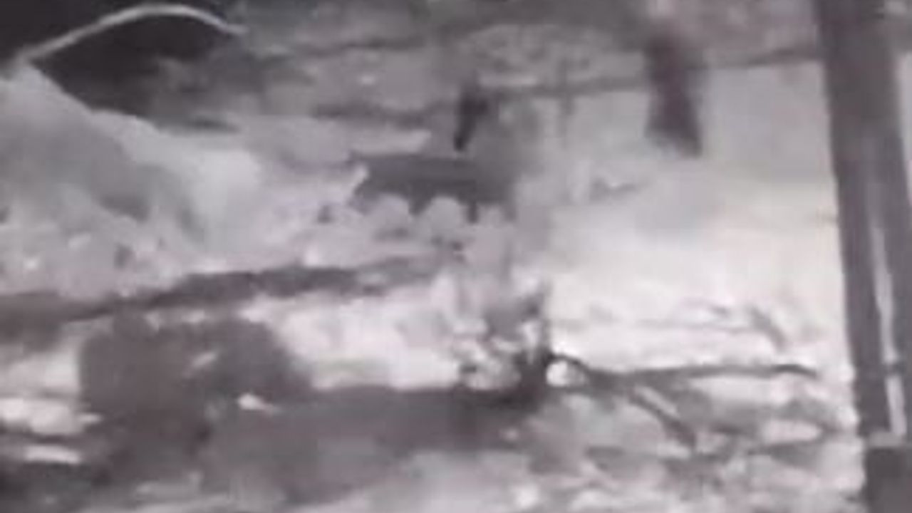 Kurtlara tek başına karşı koydu