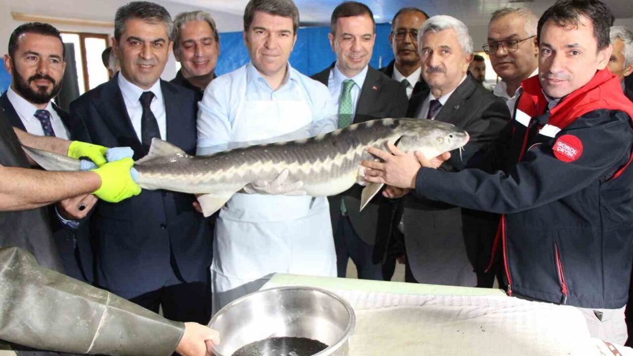Amasya’da bu yıl 300 bin Mersin balığı üretimi planlanıyor: ‘Siyah inci’nin kilosu 2 bin dolar