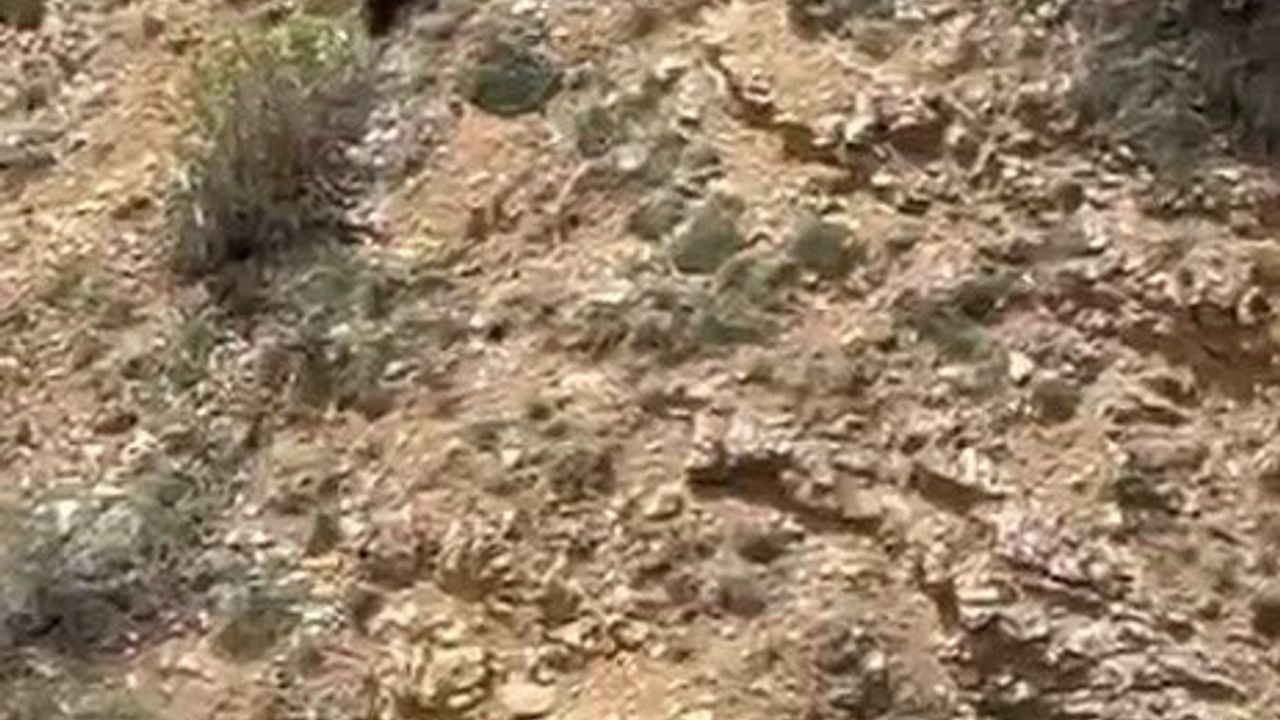 Gümüşhane’de annesini kaybeden yavru ayı bağırarak annesini aradı