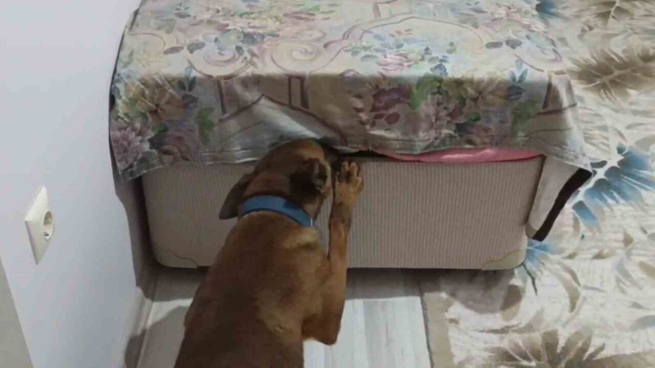 Önce kokladı, sonra patisiyle uyuşturucuyu işaret etti