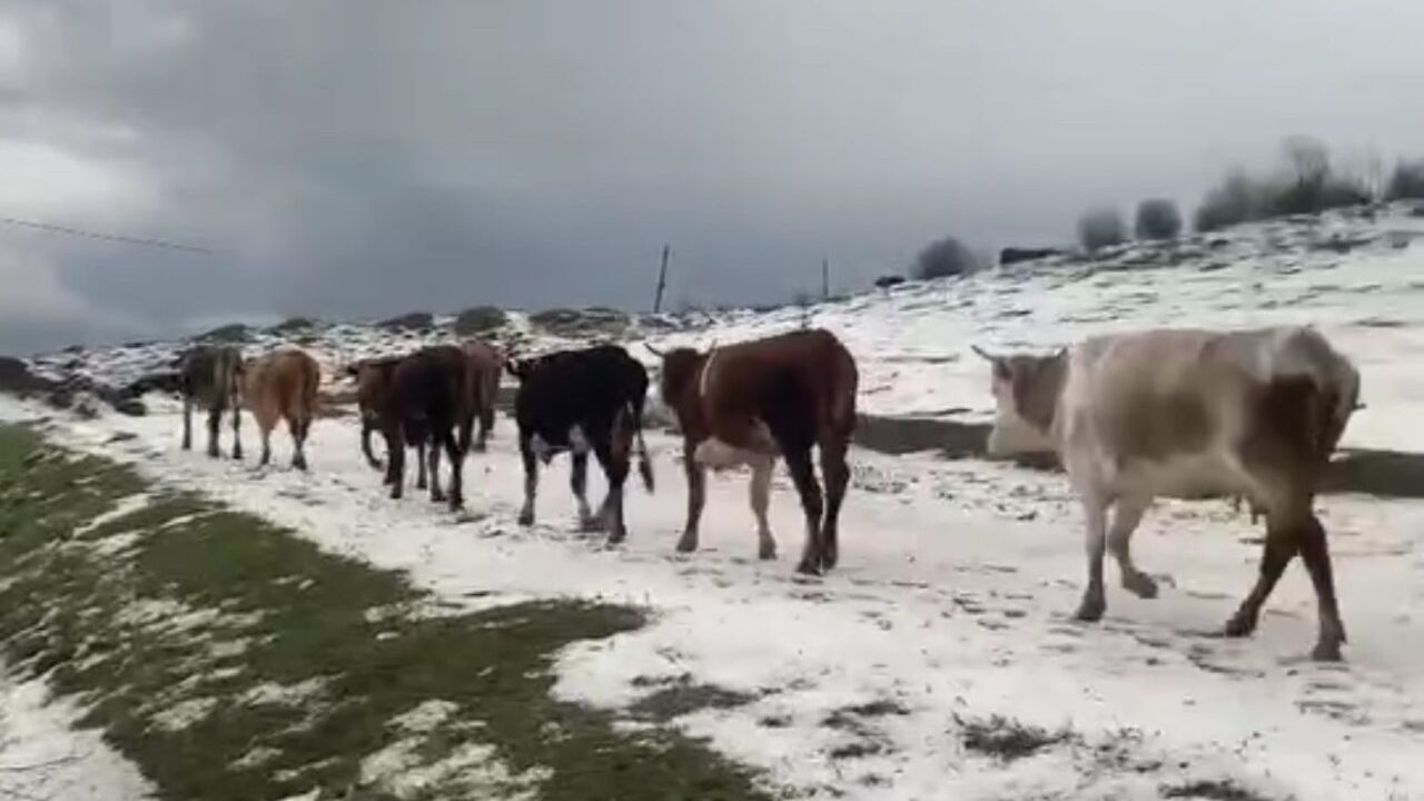 Yayladaki sürülerin dolu yağışında zorlu anları kameraya yansıdı
