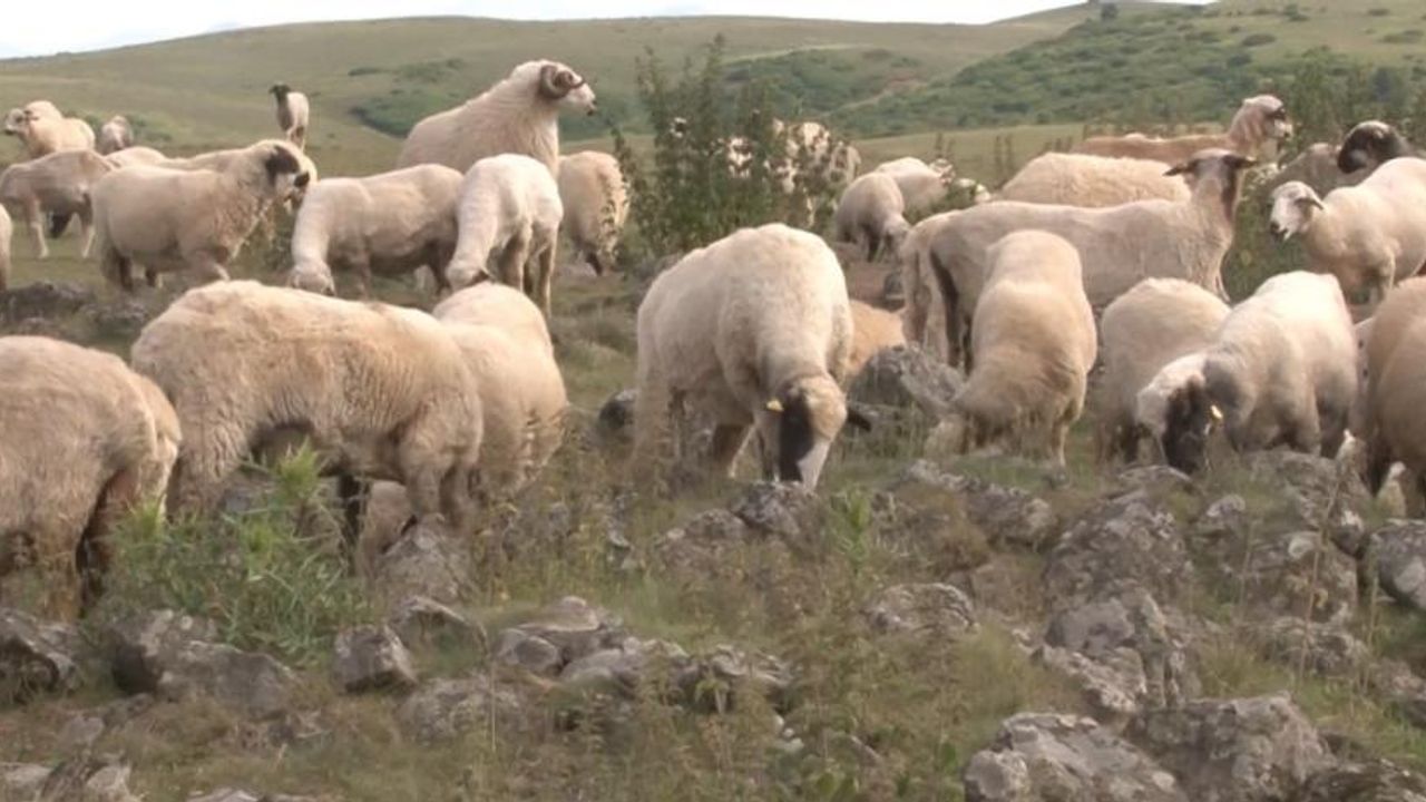 Tokat'ta Keçilere Tuz Yalatılan Kayalar, Türk Beyliğine Ait Mezar Taşları Çıktı