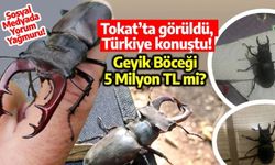 Geyik Böceği Tokat’ta Ortaya Çıktı, Milyonluk Değer İddiası Şaşırttı