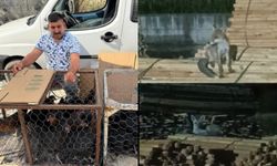 Tokat'ta İşçinin Tilkilere Sitemi Sosyal Medyada Gündem Oldu