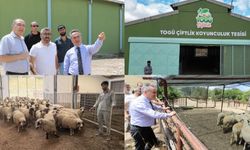 Tokat’ın Tescilli Karayaka kuzusu üniversiteli oldu