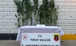 Tokat'ta kenevir operasyonunda 1 kişi yakalandı