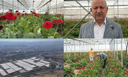 Erbaa'da Kesme Çiçek Seraları Bölge Halkına Geçim Kapısı Oldu