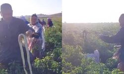 Erbaa’da Tarlalarda Yılanlarla Karşılaşan İşçiler Endişeli