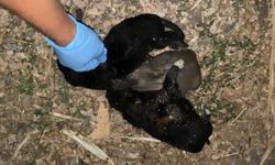 Zile’de 3 Yavru Köpek Ölü Bulundu, Jandarma İnceleme Başlattı