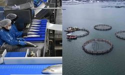 Almus Barajı’nda Yetiştirilen Somonlar, Dünyada Büyük İlgi Görüyor