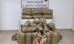 Tokat’ta 340 kilo kaçak tütün ele geçirildi