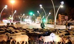 Tokat'ta çobanlar ve sürüler yayladan dönüş yolunda