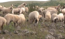 Tokat'ta Keçilere Tuz Yalatılan Kayalar, Türk Beyliğine Ait Mezar Taşları Çıktı