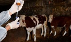 Şap Hastalığıyla Mücadelede İkinci Aşılama Kampanyası Başladı!