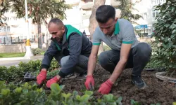 Tokat Belediyesi Park ve Bahçeler Müdürlüğü Ekipleri Çalışmalarına Devam Ediyor