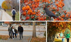 Tokat Gaziosmanpaşa Üniversitesi Kampüsünde Sonbahar Görsel Bir Şölen Sunuyor