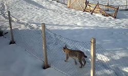 Tokat’ta belgeselleri aratmayan köy