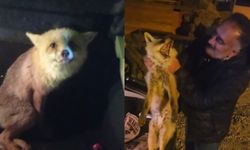 Yaralı tilki için seferber oldu