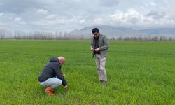Pazar İlçe Tarım ve Orman Müdürlüğünden Hububat Denetimi