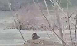 Sulusaray’da Nadir Görülen Su Samuru Kamerada