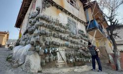 Bahçede yetiştiremeyince çözümü evinin duvarında buldu