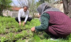Babasından miras kalan akzambaklara gözü gibi bakıyor
