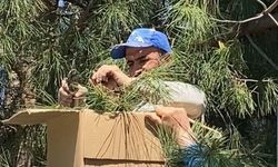 Tokat'ta ağaca oğul veren arıları ekipmansız topladı