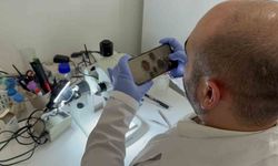 Tokat'ta uzmanından kene uyarısı: İklim düzensizliği ve küresel ısınma kene sezonunu uzatıyor