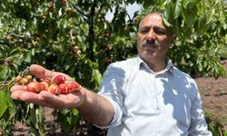 Tokat'ta aşırı yağışlar erkenci kirazı vurdu