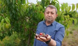 Tokat'ta aşırı yağış kirazı vurdu