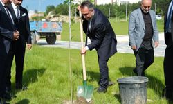 TOGÜ’de Çınar Ağaçları Toprakla Buluştu