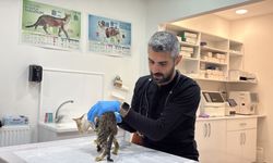 Tokat’ta binlerce kişiyi hastanelik eden şikayetler kedi ve köpeklerde de görüldü