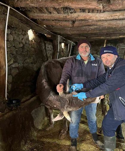 Tokat'ta şap hastalığına karşı yoğun mesai