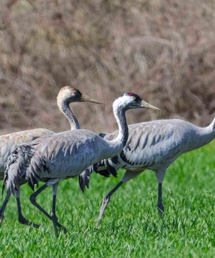 Türkülere konu olan turnalar objektiflere takıldı