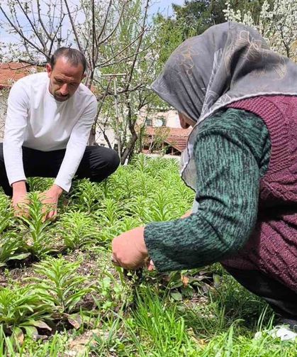 Babasından miras kalan akzambaklara gözü gibi bakıyor