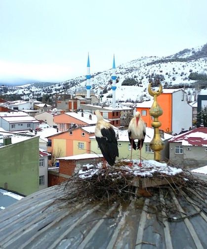 Tokat'ın Başçiftlik ilçesine 25 yıl sonra dönen leylekler, nisan ayında kar altında kaldı