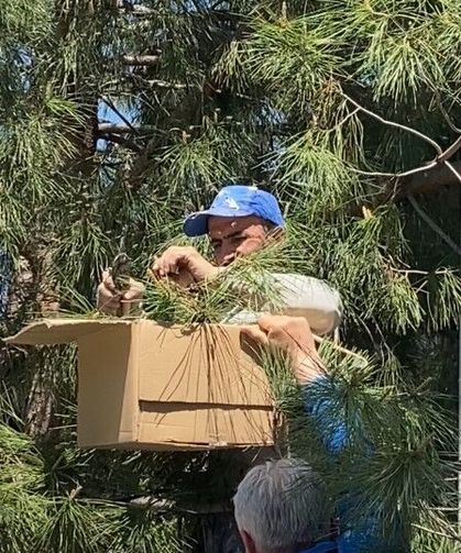 Tokat'ta ağaca oğul veren arıları ekipmansız topladı
