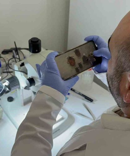 Tokat'ta uzmanından kene uyarısı: İklim düzensizliği ve küresel ısınma kene sezonunu uzatıyor