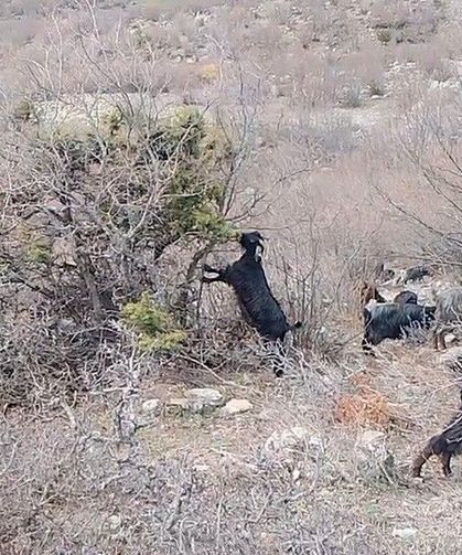 Tokat'ta yaylada kışın ayazında türküleriyle ısınan çoban, baharı da türküyle karşıladı