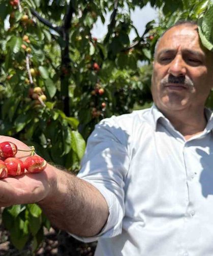 Tokat'ta aşırı yağışlar erkenci kirazı vurdu