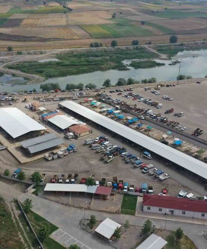 Erbaa'da koyun çiçek hastalığı nedeniyle hayvan pazarı kapatıldı