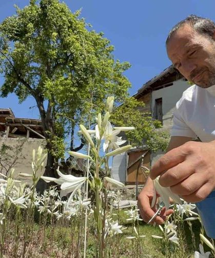 Koruma altında olan akzambaklardan elde edilen yağının litre fiyatı 5 bin Euro'yu aştı