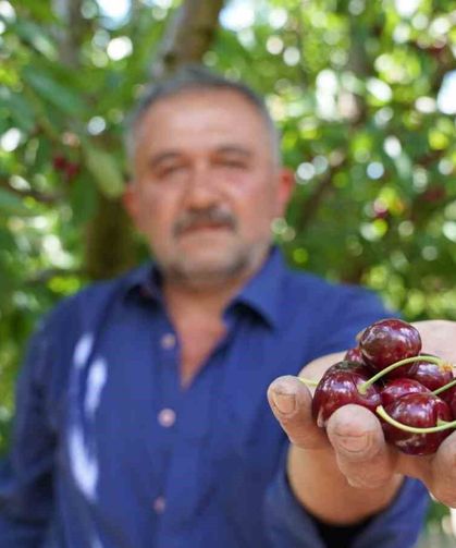 Tescilli Tokat kirazında hasat mesaisi başladı