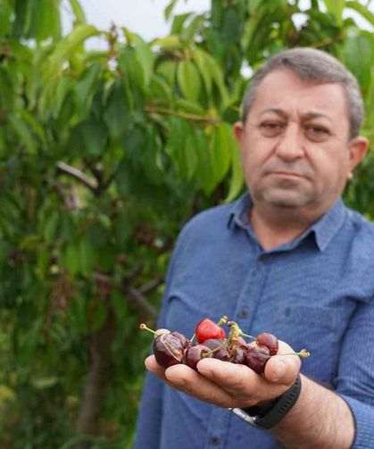 Tokat'ta aşırı yağış kirazı vurdu