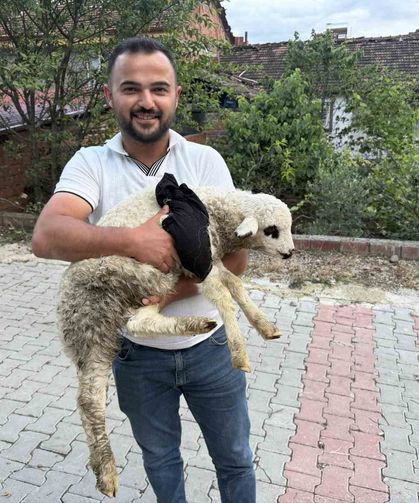 Tokat'ta sağlık personelinden yaralı kuzuya tüm teşekküllü müdahale