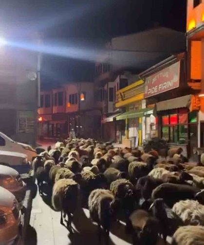 Tokat'ta yayla göçünde yüzlerce koyun şehir merkezinden geçti