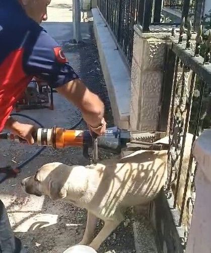 Demir kapıya sıkışan köpeği itfaiye kurtardı