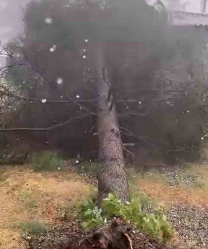 Tokat'ta fırtınada ağaçlar devrildi