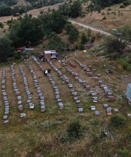 Arıcılıkta yapay zeka dönemi