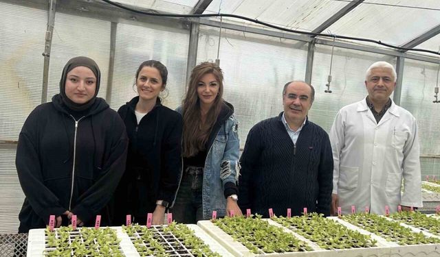 Dayanıklı marul yetiştirilmesi projesine destek